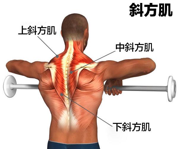 知识库 运动时的能量转换 人体背部的斜方肌是由三块肌肉所组成的