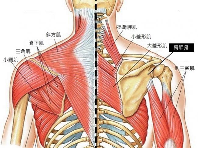 想让肩胛骨的动作能更加灵活顺畅,就必需要针对与肩胛骨相关的肌肉