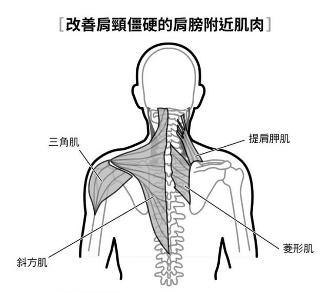 改善肩頸僵硬的肩膀附近肌肉